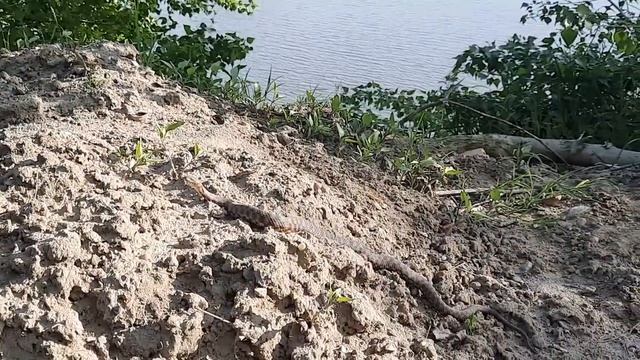 Змеи греются на солнце. Река Кубань. Краснодарский край сегодня смотреть онлайн