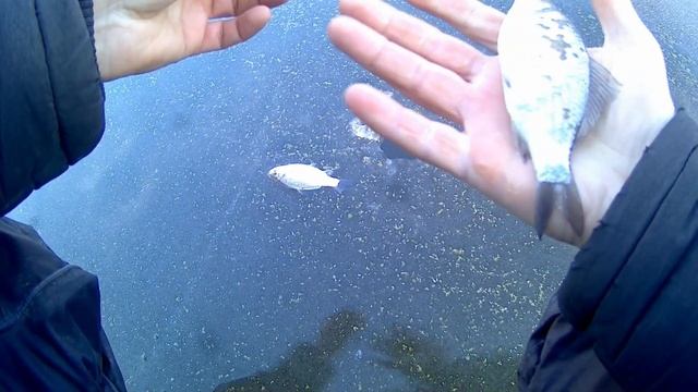 Рыбалка первый лёд.Наловил карасей на озере 12.12.2021! смотреть онлайн