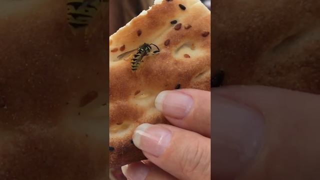 Hungry bee ? Bee and a bread . Голодная оса. Оса в Турции и хлеб смотреть онлайн