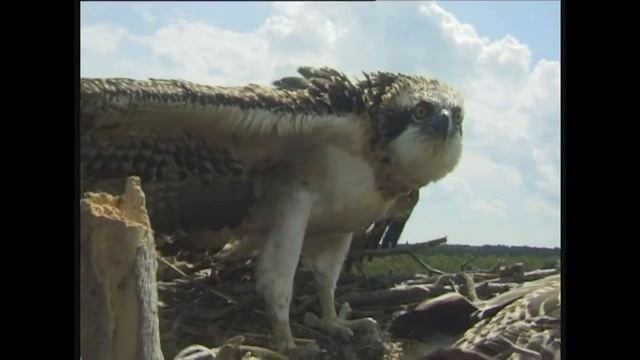 Скопа/Osprey таскает в гнездо рыбу смотреть онлайн