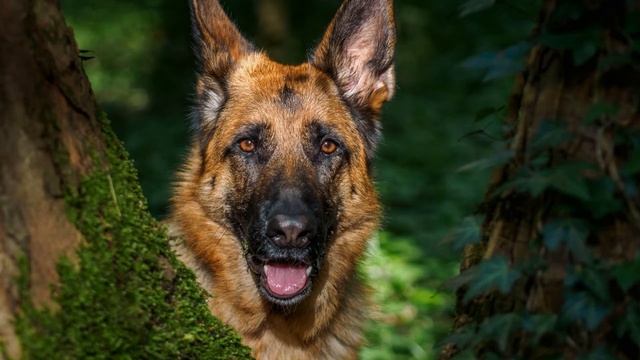 Лай собак (Звук лая немецкой овчарки) | (22 Секунды) смотреть онлайн