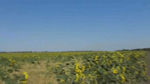 Поле подсолнухов и пшеницы вместе.  Для голубей бы это зерно!   30.08.2017