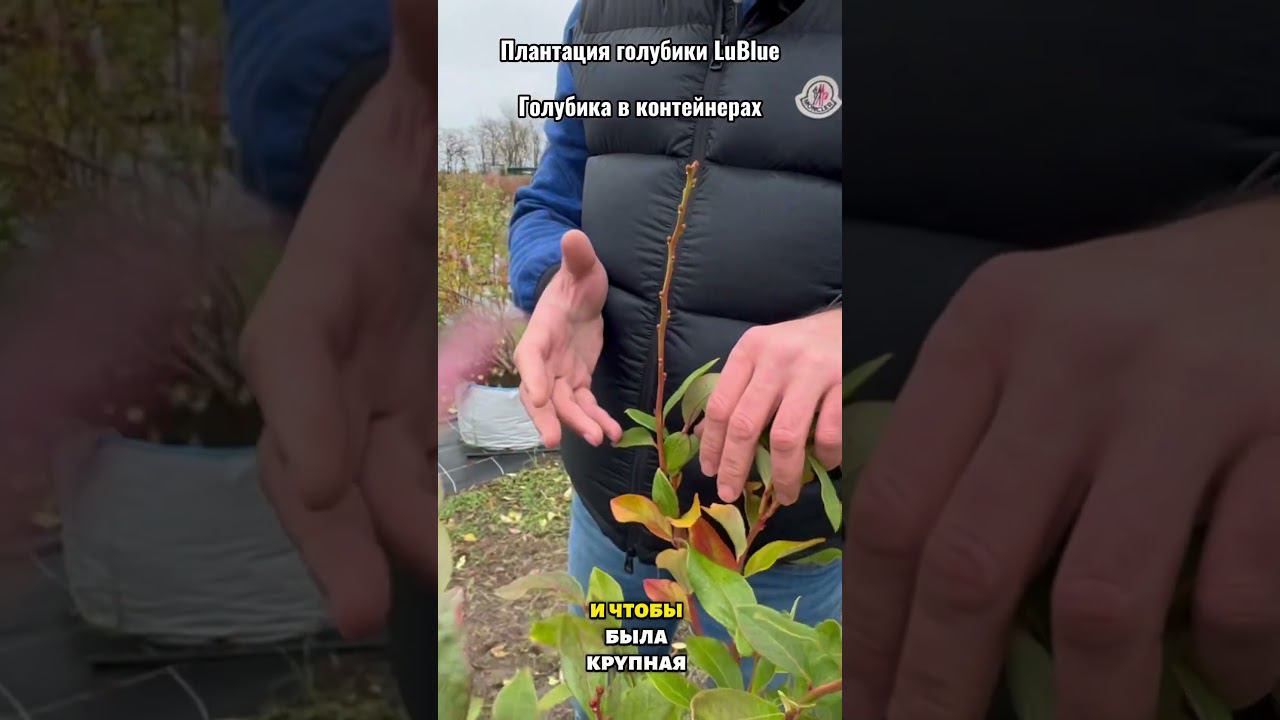 Плантация голубики LuBlue. Голубика в контейнерах. Полное видео на канале. #голубика смотреть онлайн