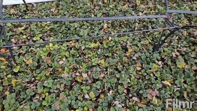 Кассетная рассада земляники (зимовка) смотреть онлайн