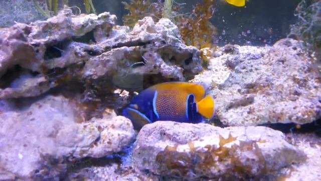 Рыба ангел видео | Императорский и ещё 4 ангела