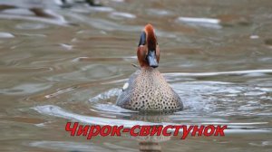 Чирок-свистунок.