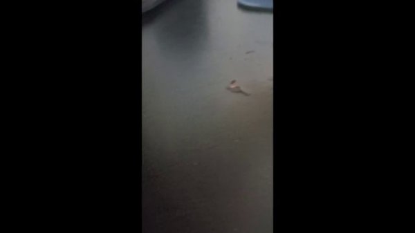 ОБЗОР на канал TPL TV