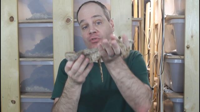 Taming Your Pet Boa Constrictor смотреть онлайн