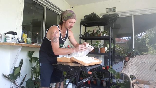 UNBOXING MORE Plant mail from Indonesia!! Rare Philodendron and Anthurium смотреть онлайн