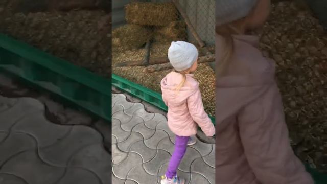 Диана с Давидом в зоопарке/реабилитация зверей смотреть онлайн