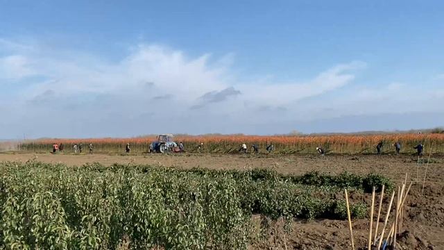 Выкопка саженцев в питомнике. Ноябрь 2021г. смотреть онлайн