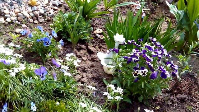 Ручной ушастый окучник своими руками типа толкай, первое окучивание смотреть онлайн