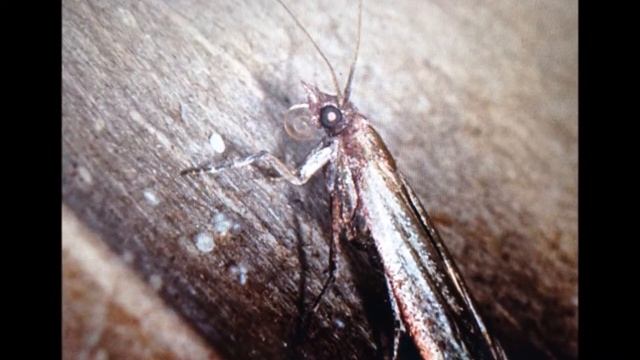 ФИТОФАГИ. Моль зерновая / Sitotroga cerealella. Cемейство выемчатокрылых молей. смотреть онлайн