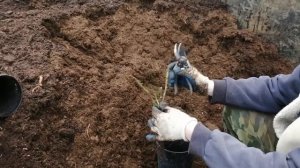 посадка роз в контейнер