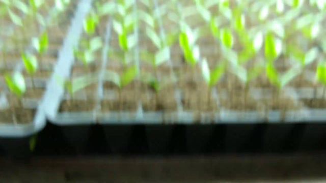 Что растет дома. Видеообзор. смотреть онлайн