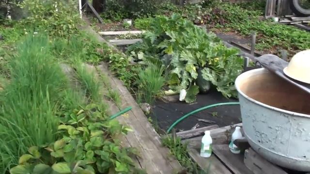 Прогулка по усадьбе Марценюк Надежды. Органическое земледелие. Куйтун, Иркутская область смотреть онлайн