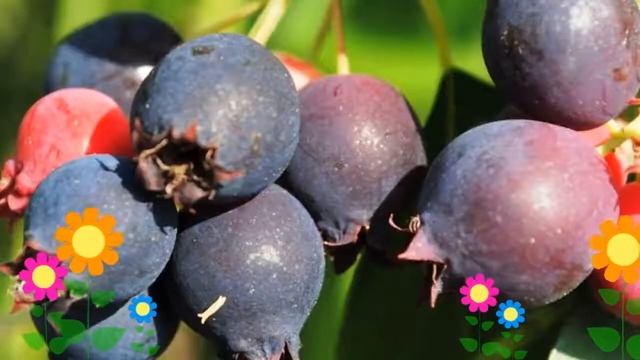 Ирга (Красноярская). Краткий обзор: Ирга описание характеристик, где купить саженцы смотреть онлайн