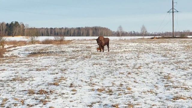 Американский бульдог и "кuрва"зубер-бобер... смотреть онлайн