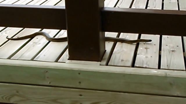 Змеи в Астрахани-3 смотреть онлайн