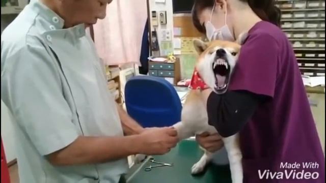 Ужас. Собака дико боится врачей и уколов))) смотреть онлайн