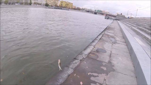 ПЛОТВА НА СПИННИНГ! - Предпоследняя рыбалка осени. смотреть онлайн