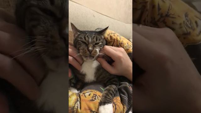 Дикий смех кота!