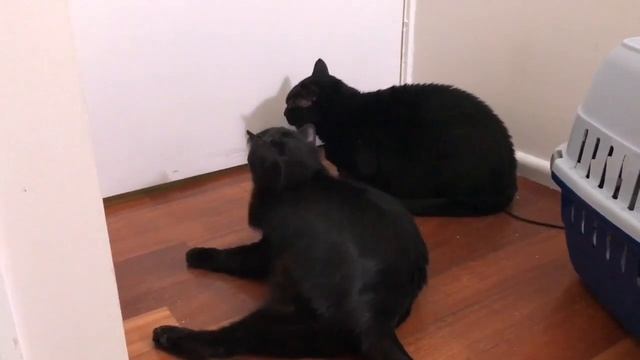 Rescued Colony Cat Mr. Knightly returns home смотреть онлайн