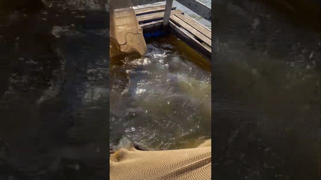 Платная рыбалка, пруд Черноморец 26.04.23. Запуск карпа. смотреть онлайн