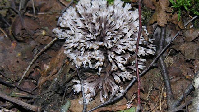 Thelephora anthocephala смотреть онлайн
