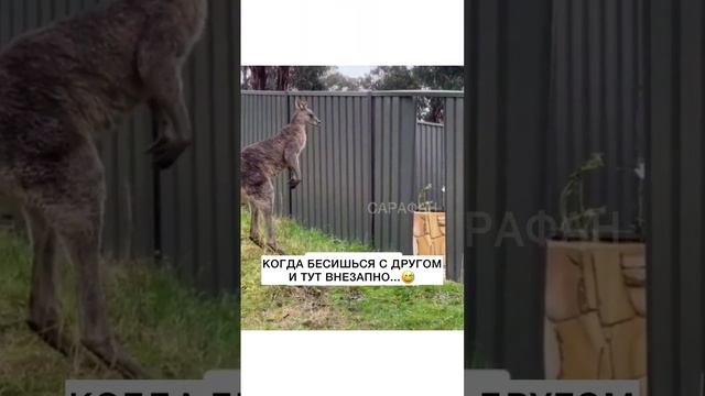 Братан ты чего? смотреть онлайн