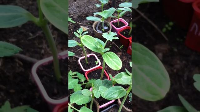 Прививка арбузов смотреть онлайн