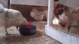 Расклев и Каннибализм у кур. Решение проблемы за 5 минут когда ничего не помогло