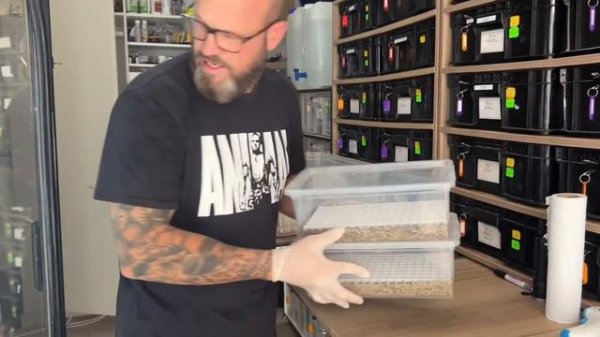 Gravid ball python from pre-lay to the day she lays eggs. All the info you need as a new breeder!💯