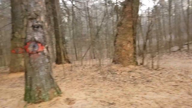 Деревья с глазами. Зимний лес с муз. П.И.Чайковского. ПДД декабрь 2019г.