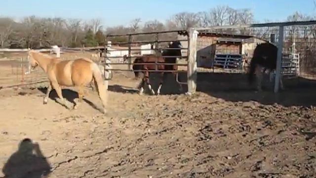 Skyline Sunshine AQHA Dunalino Pregnant Mare - Introduced To All Other Horses 2439