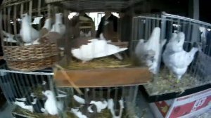 30.11.2019 Выставка голубей в Туле | Ярмарка - продажа голубей.