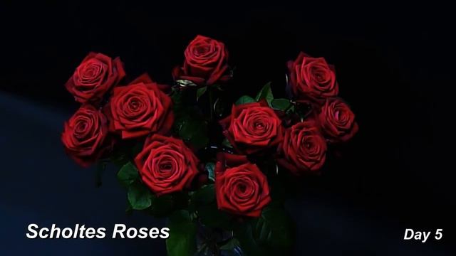 Red Naomi day by day in a vase - by Scholtes Roses смотреть онлайн