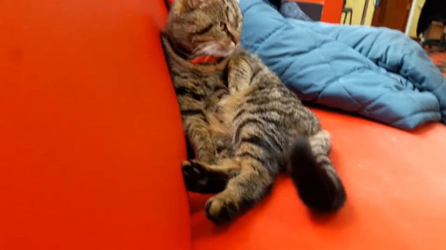 Необычный клиент в очереди на стрижку. Овруч парикмахерская 16.03.2018. смотреть онлайн