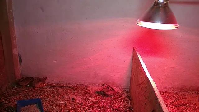 Фазаны, мой первый опыт, часть 1. Первые дни жизни фазанят. смотреть онлайн
