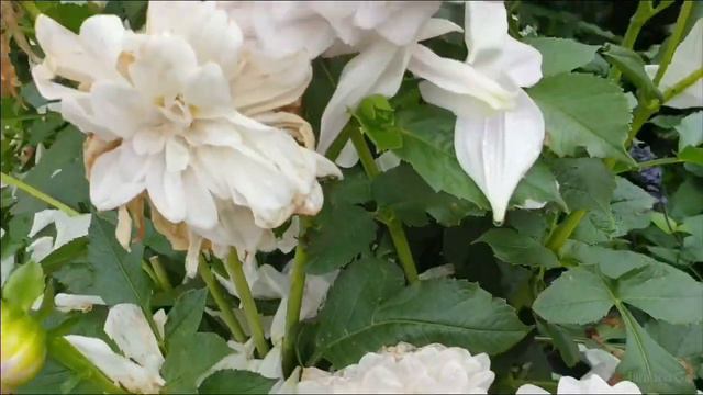 Вы должны это увидеть!!! Роскошный Георгиновый сад в центре Города ! смотреть онлайн