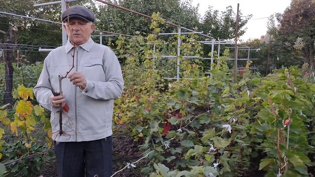 Посадка саженцев смотреть онлайн
