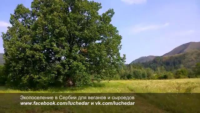 Пение и звуки птиц в экопоселении для веганов и сыроедов смотреть онлайн