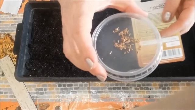 Астры выращивание из семян. 1 день - посев (№1). смотреть онлайн