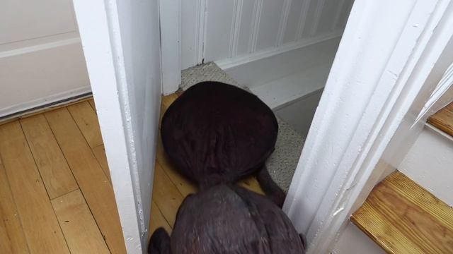 Dogs vs Giant Ant Prank: Funny Dogs Maymo, Penny & Potpie Battle Giant Insects смотреть онлайн