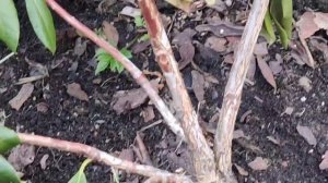 01.05.22 Дача Рододендроны формирующая обрезка после зимы