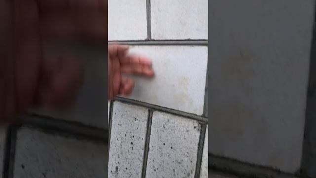 Царская кладка кирпича #строительство #bild #кирпичнаякладка #забор #идеи