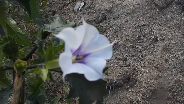 Datura Stramonium Variante Tatula