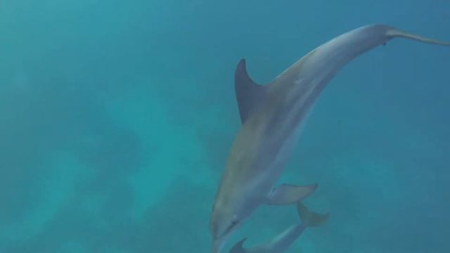 Дельфины красного моря. Часть 1 смотреть онлайн