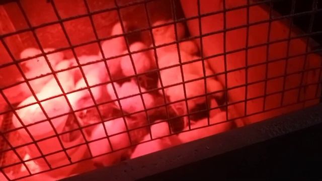 Покупаем цыплят бройлера. смотреть онлайн