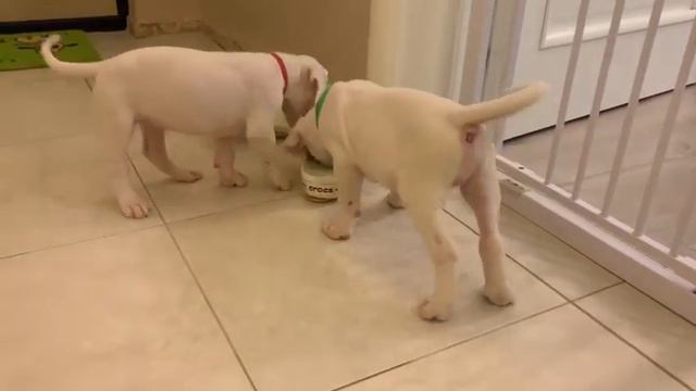 dogo argentino puppies litter "I" / щенки аргентинского дога смотреть онлайн